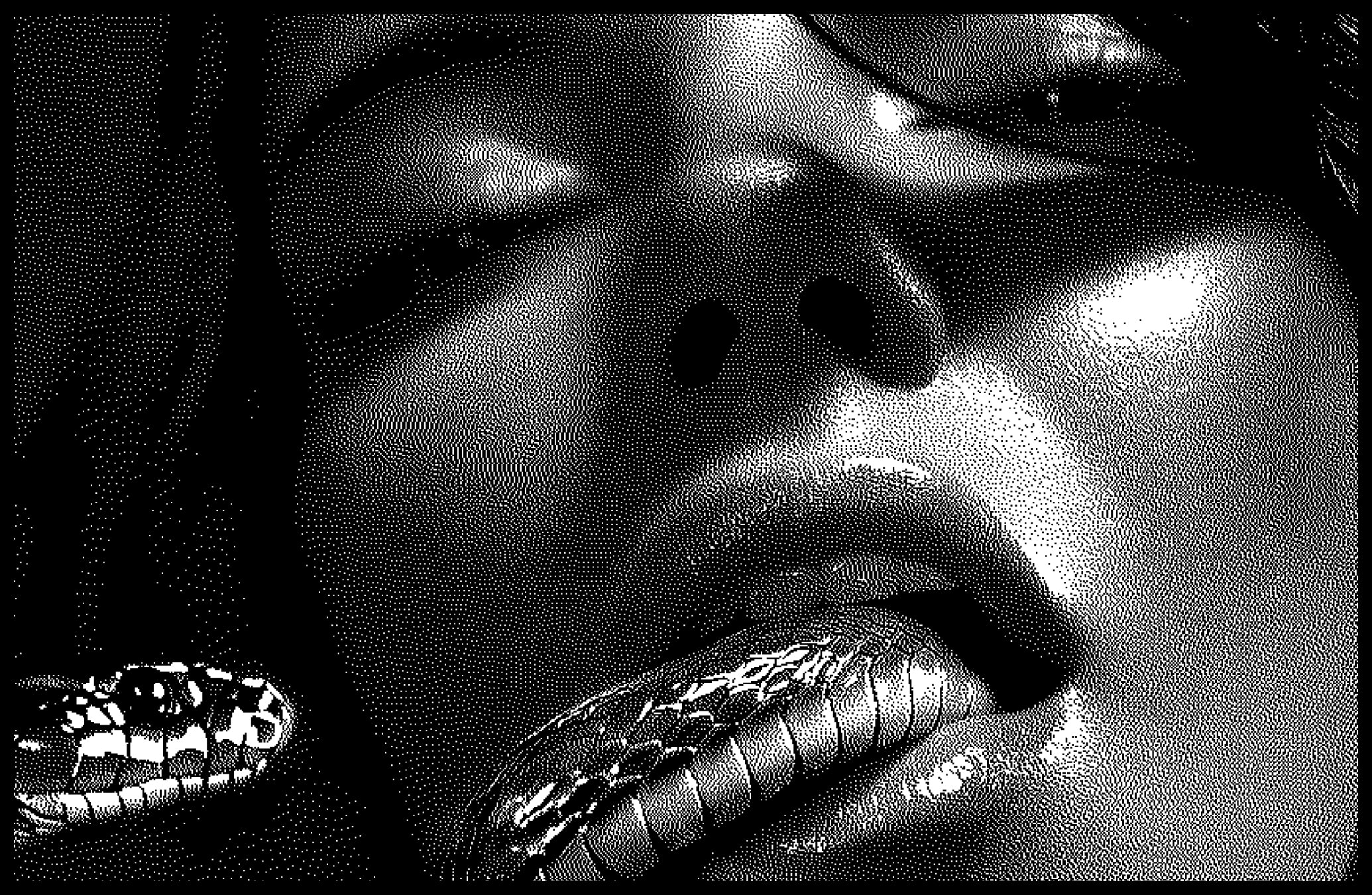 Hundred Dollar Chard